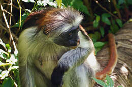 Image of Kirk's Red Colobus