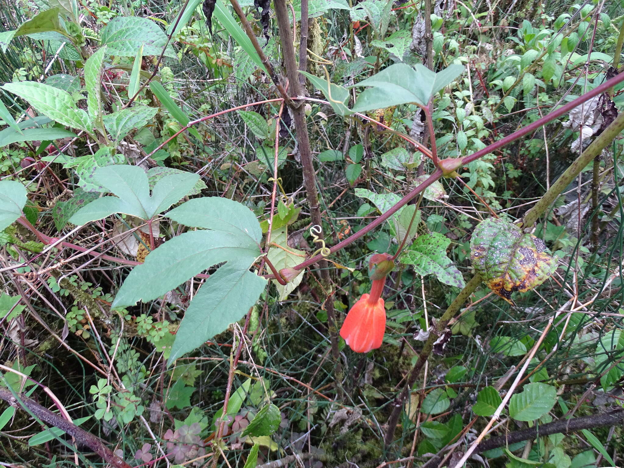 Image of Passiflora sanctae-barbarae L. B. Holm-Nielsen & P. M. Jørgensen