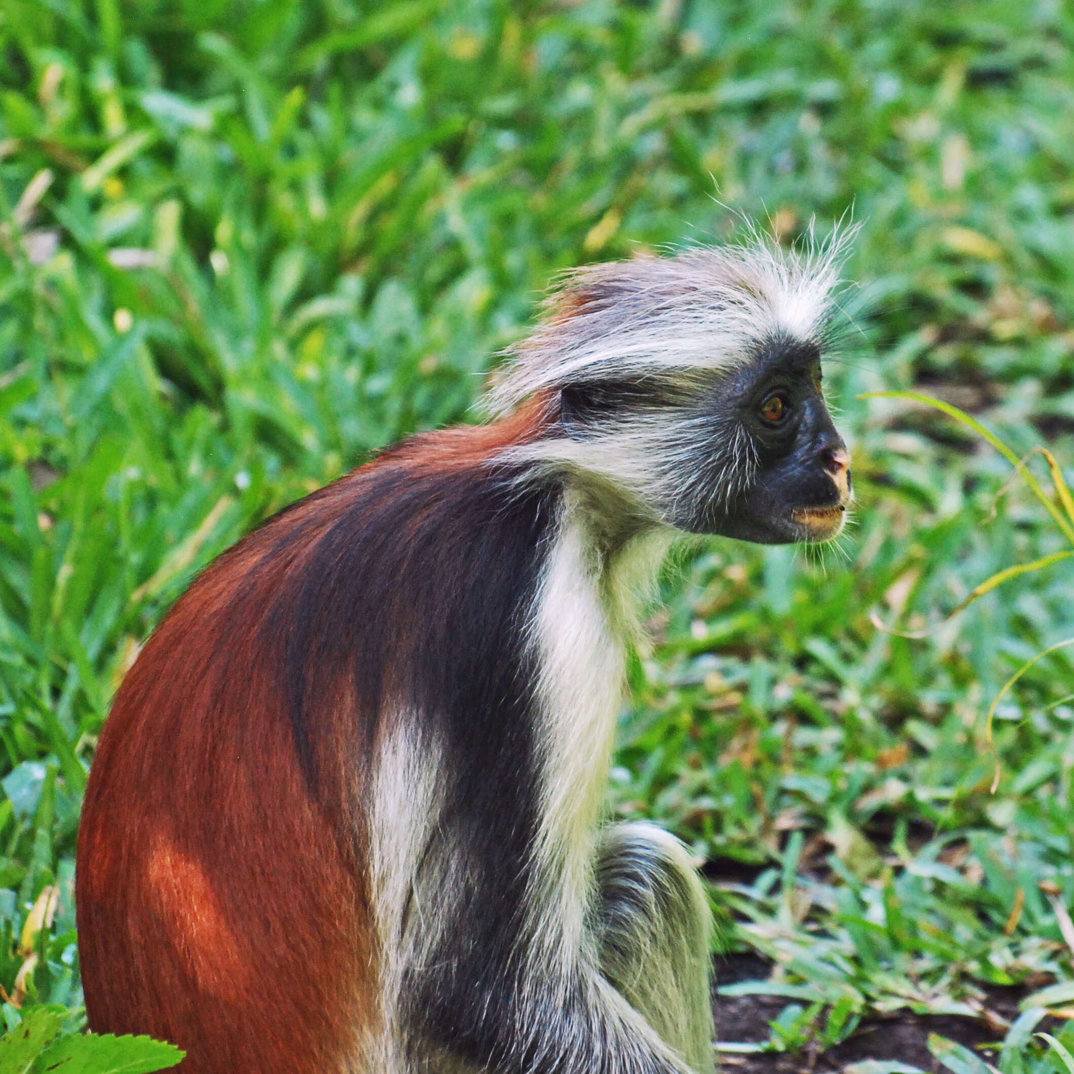 Image of Kirk's Red Colobus