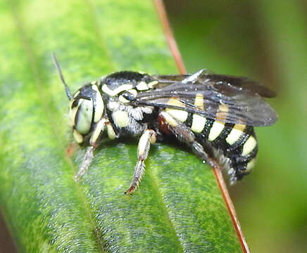 Image of Eoanthidium Popov 1950