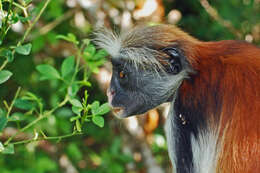 Image of Kirk's Red Colobus