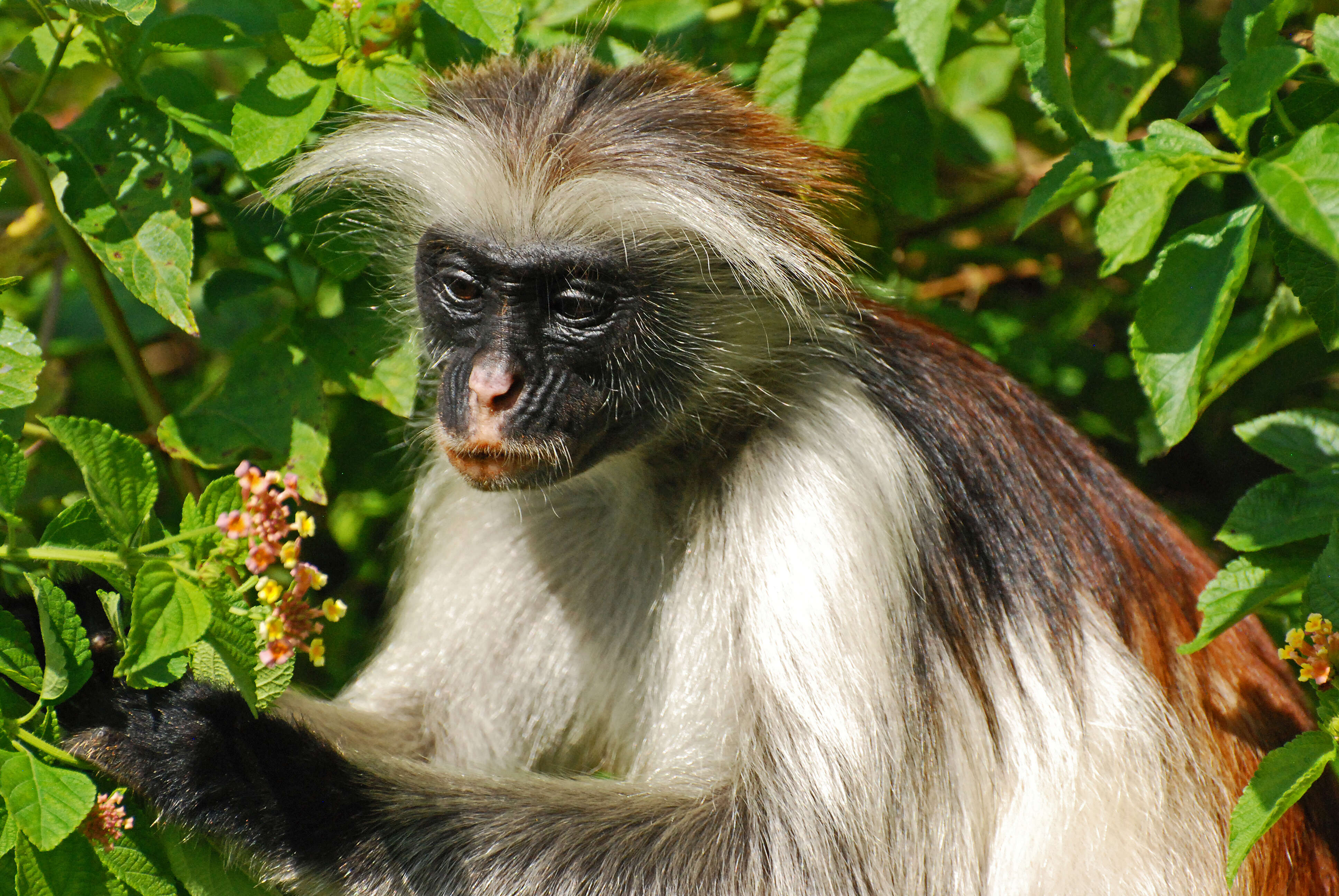 Image of Kirk's Red Colobus