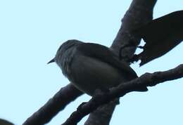 Image of Nilgiri Flowerpecker