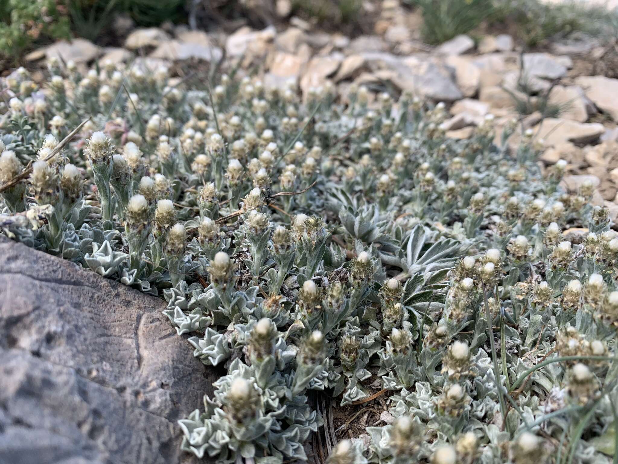 Image de Antennaria soliceps Blake