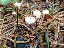 Image of Marasmius wettsteinii Sacc. & P. Syd. 1899