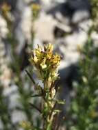 Image of Barbarea bracteosa Guss.