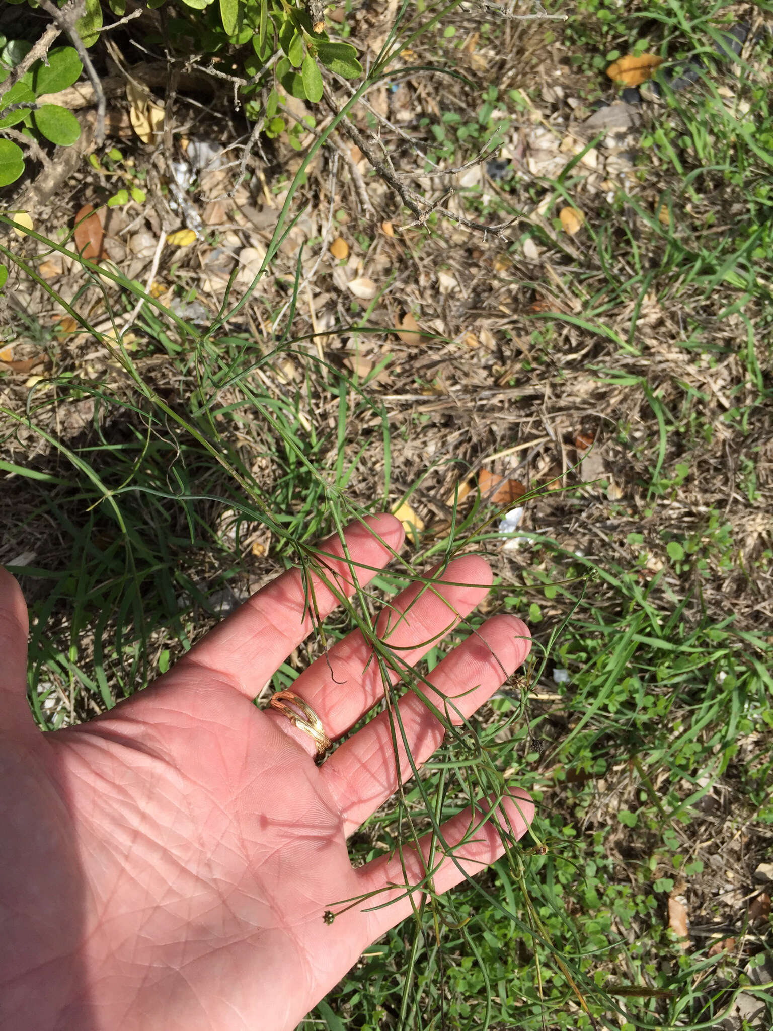 Image de Thelesperma simplicifolium (A. Gray) A. Gray