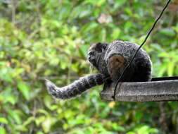 Image of Wied's Black-tufted-ear Marmoset