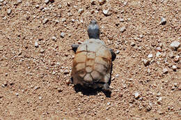 Image of Serrated hinged terrapin