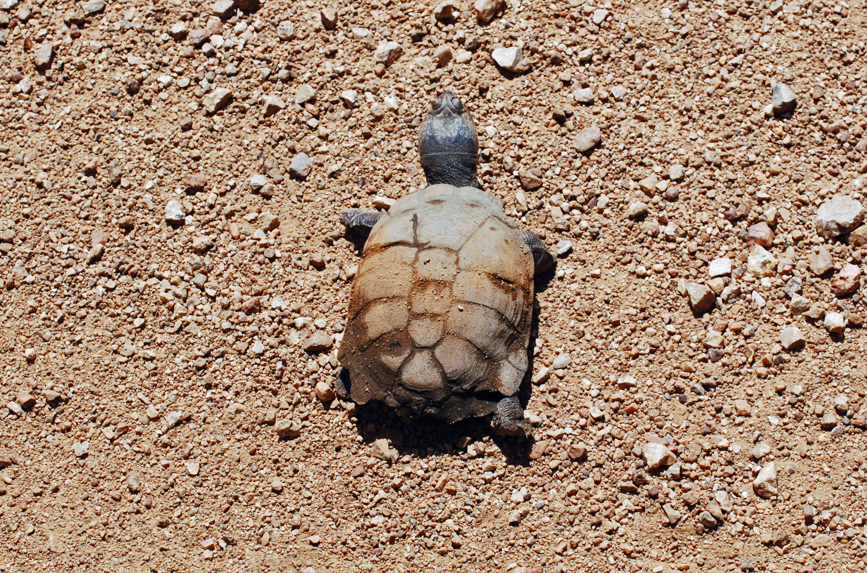 Image of Serrated hinged terrapin