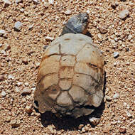 Image of Serrated hinged terrapin