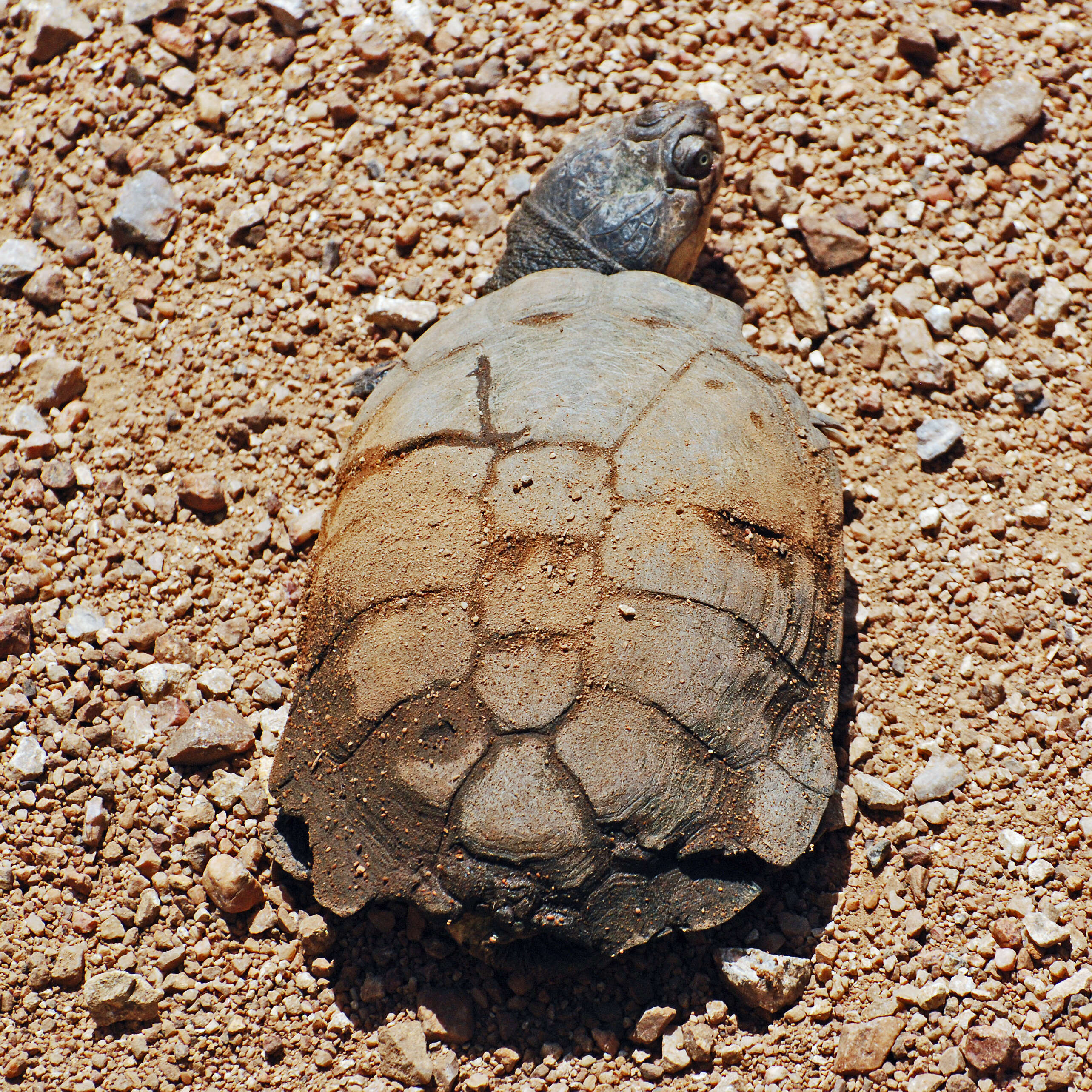 Image of Serrated hinged terrapin