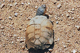 Image of Serrated hinged terrapin