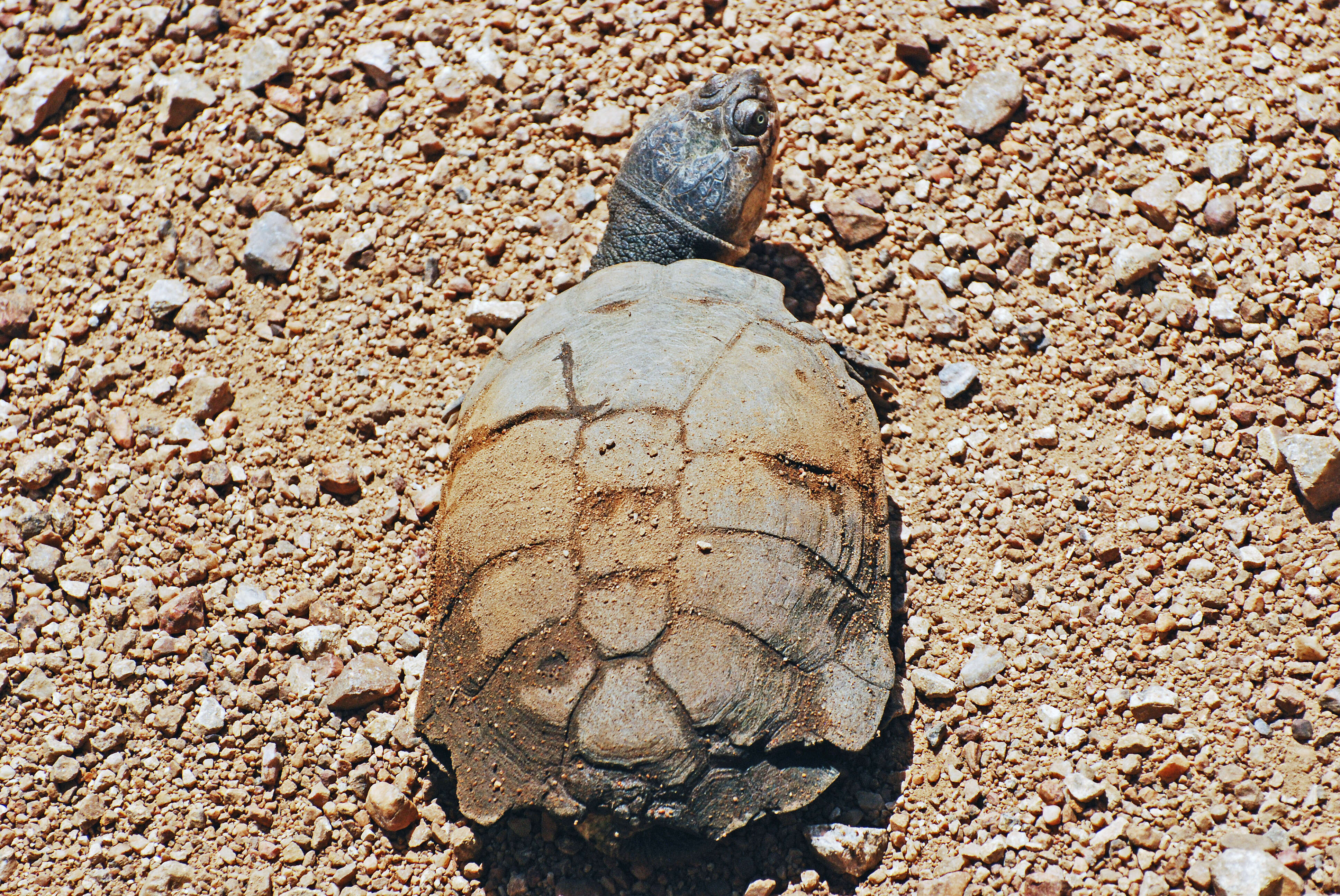 Image of Serrated hinged terrapin