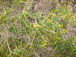 Image of Melaleuca acuminata subsp. acuminata