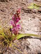 Image of Lachenalia salteri W. F. Barker