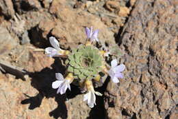 Image of Viola blaxlandiae J. M. Watson & A. R. Flores