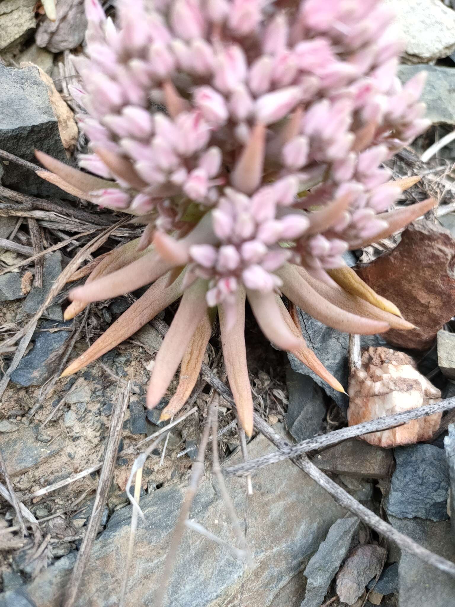 Image of Orostachys fimbriata (Turcz.) Berger