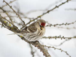 Acanthis flammea flammea (Linnaeus 1758)的圖片