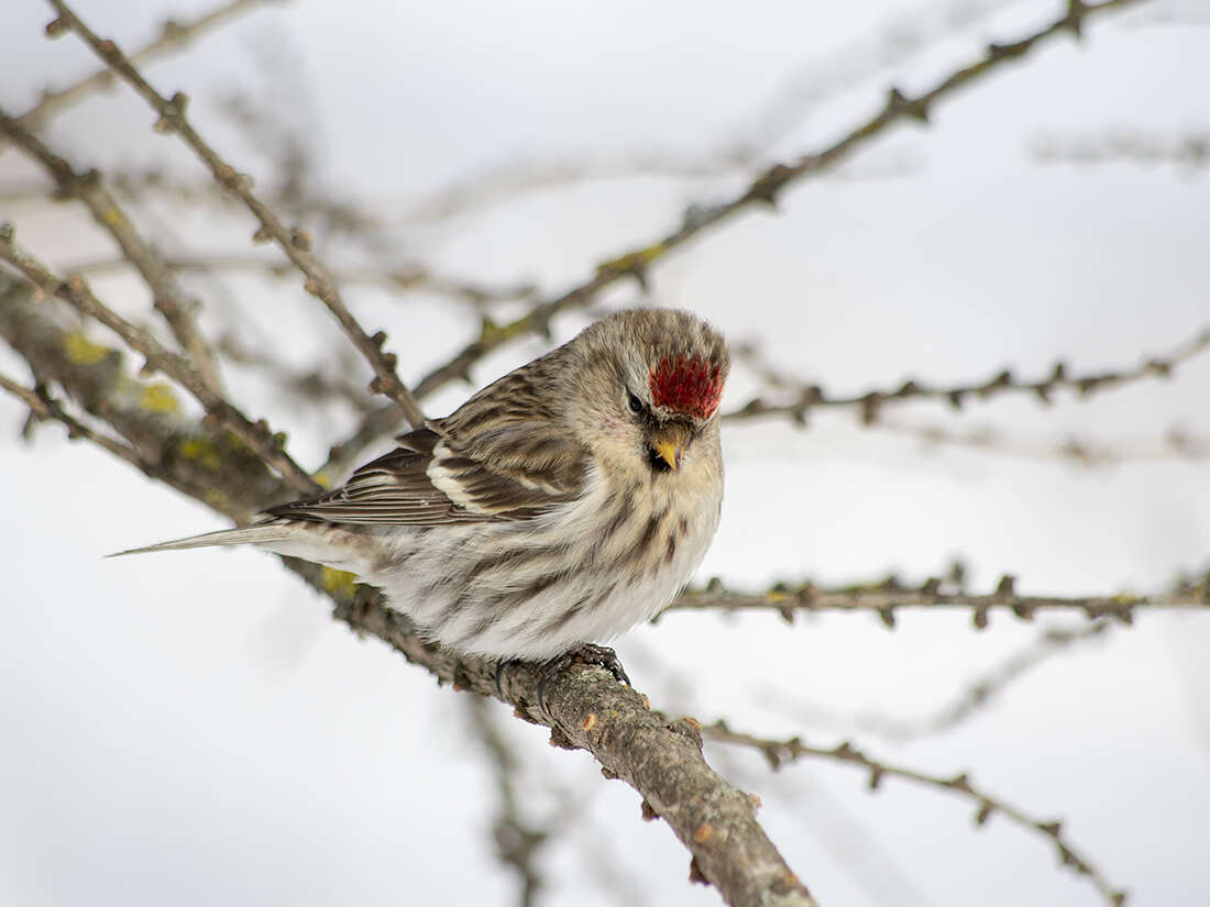 Image of Common Redpoll