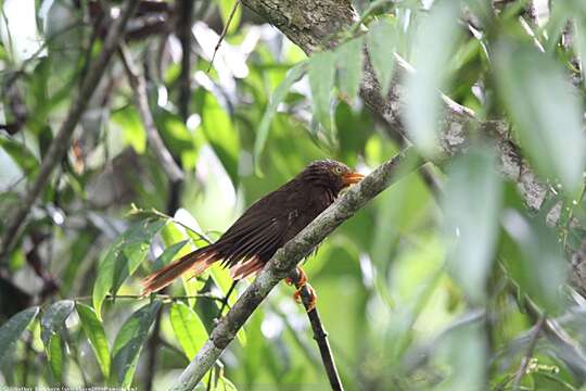 Image of Orange-billed Babbler