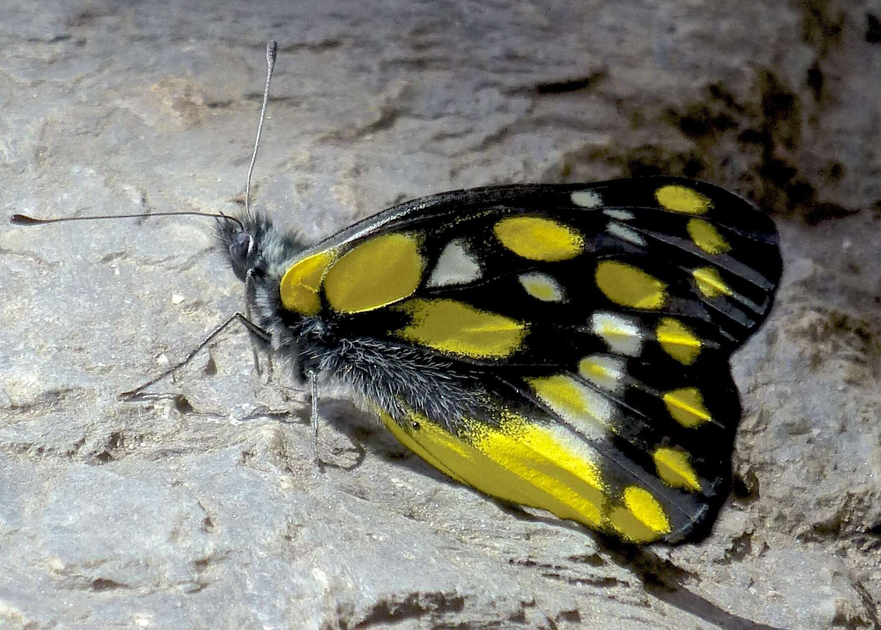 Image of hill jezebel