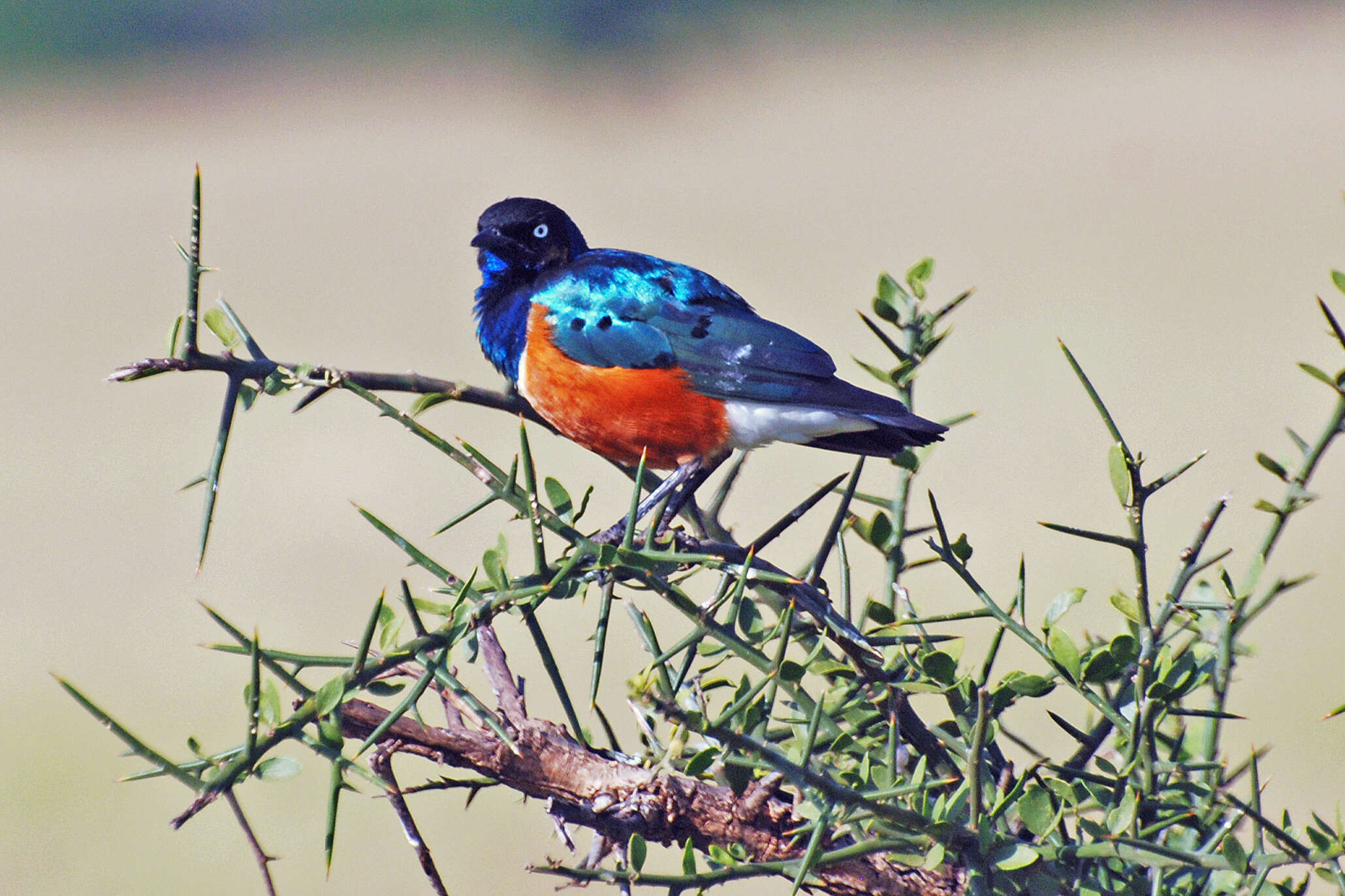 Image of Superb Starling