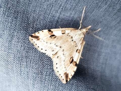 Image of Washington Udea Moth