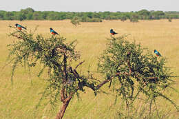 Image of Superb Starling