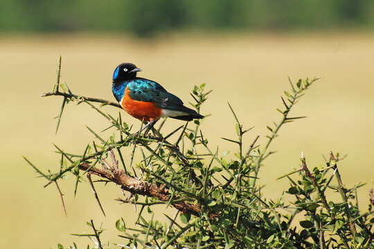 Image of Superb Starling