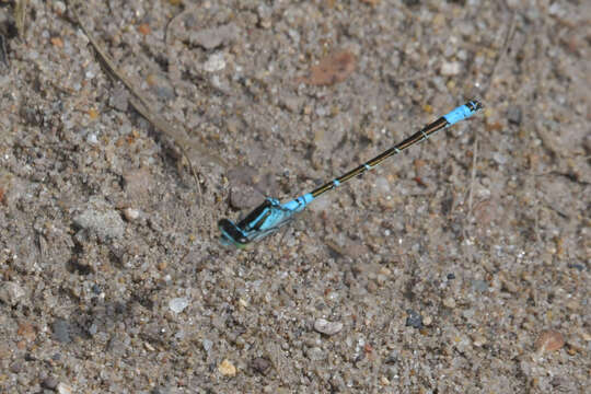 Image of Coenagrion glaciale (Hagen ex Selys & McLachlan 1872)