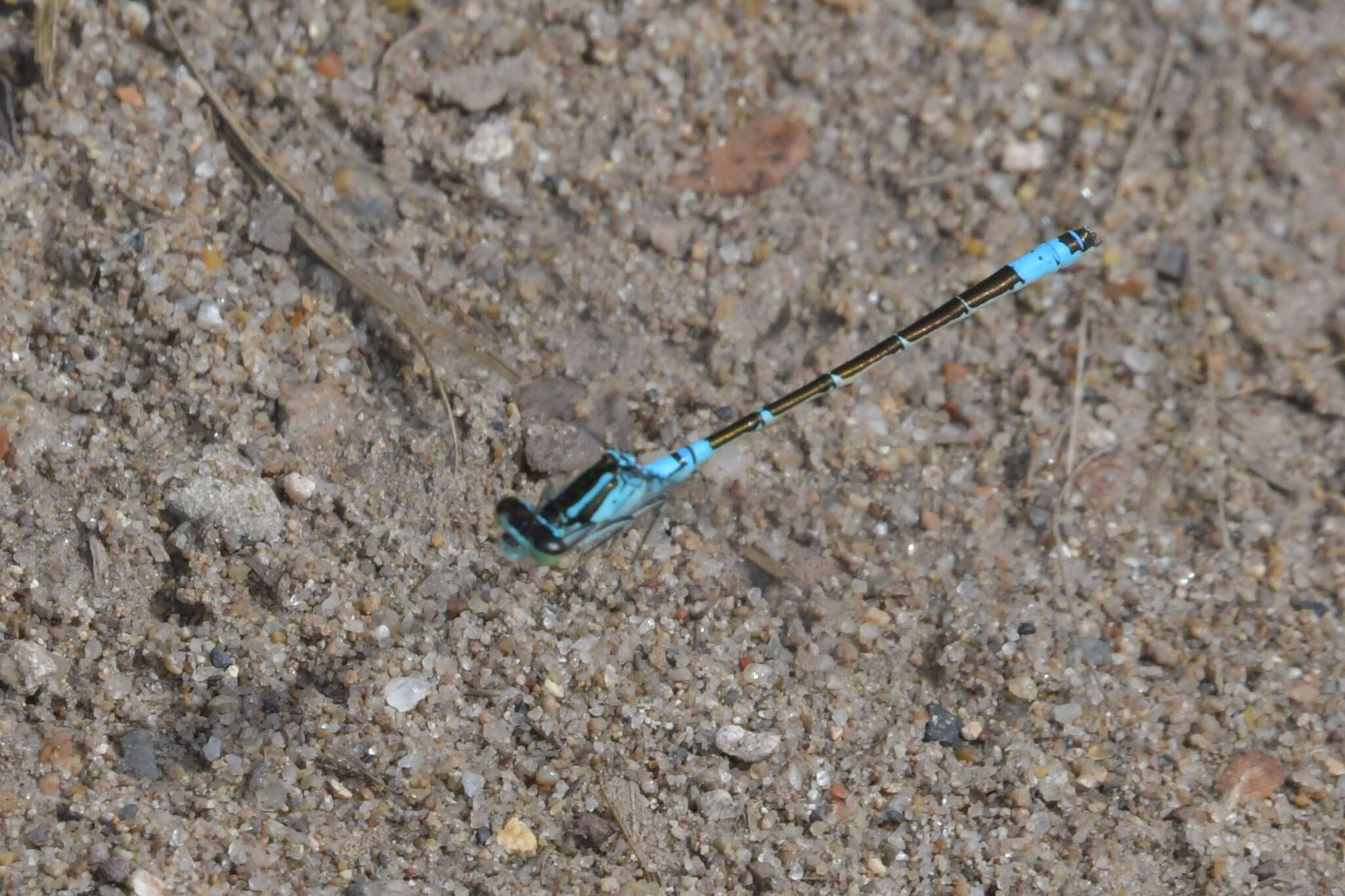 Image of Coenagrion glaciale (Hagen ex Selys & McLachlan 1872)