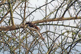 Image of Grey-backed Fiscal