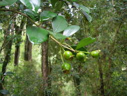 Image of Myrceugenia planipes (Hooker & Arn.) Berg