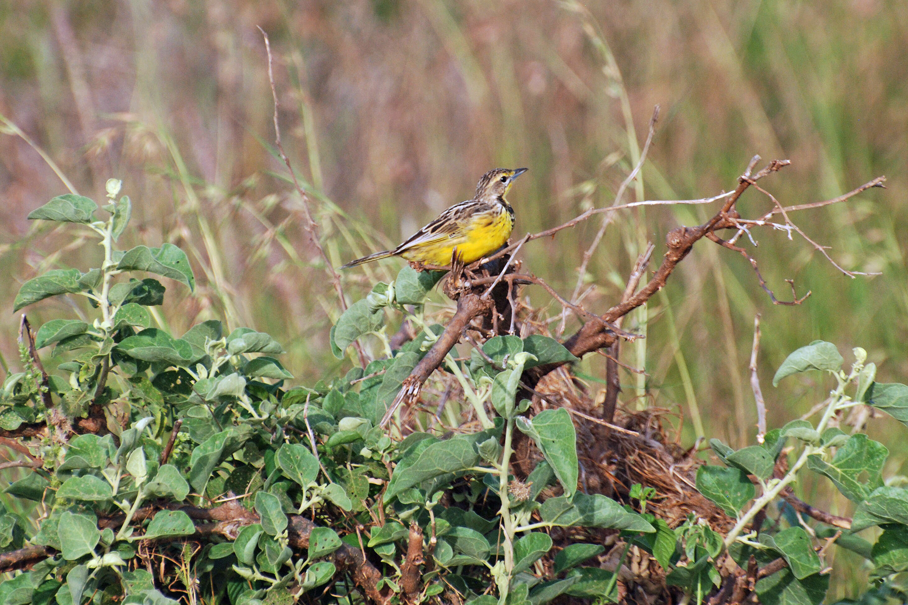 Image of Yellow-throated Longclaw