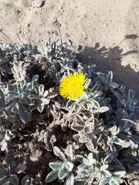 Imagem de Pulicaria canariensis C. Bolle