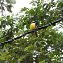 Image of White-bearded Flycatcher