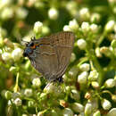 Image of <i>Satyrium favonius ontario</i>