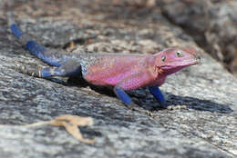 Image of Mwanza Flat-headed Rock Agama