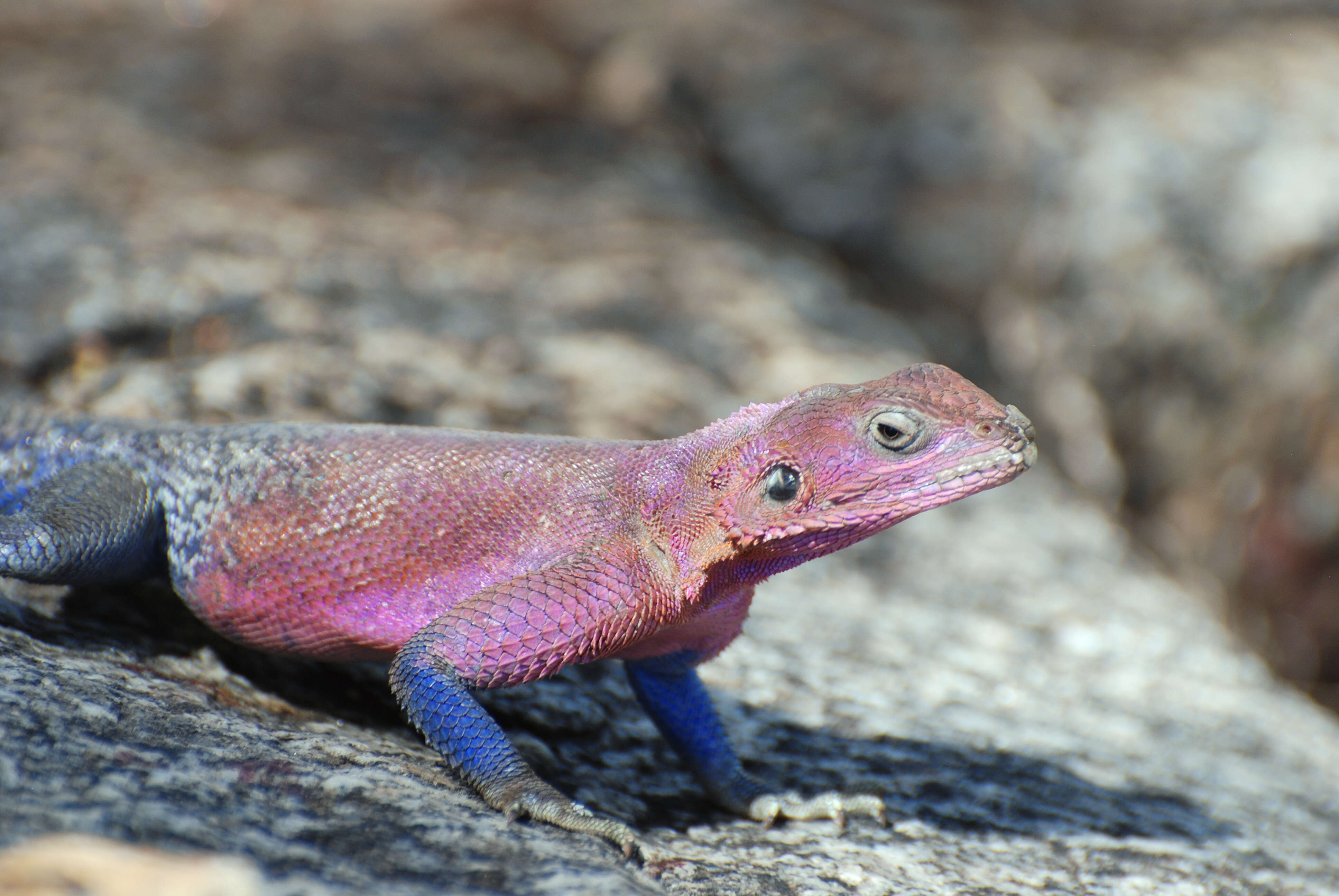 Image of Mwanza Flat-headed Rock Agama