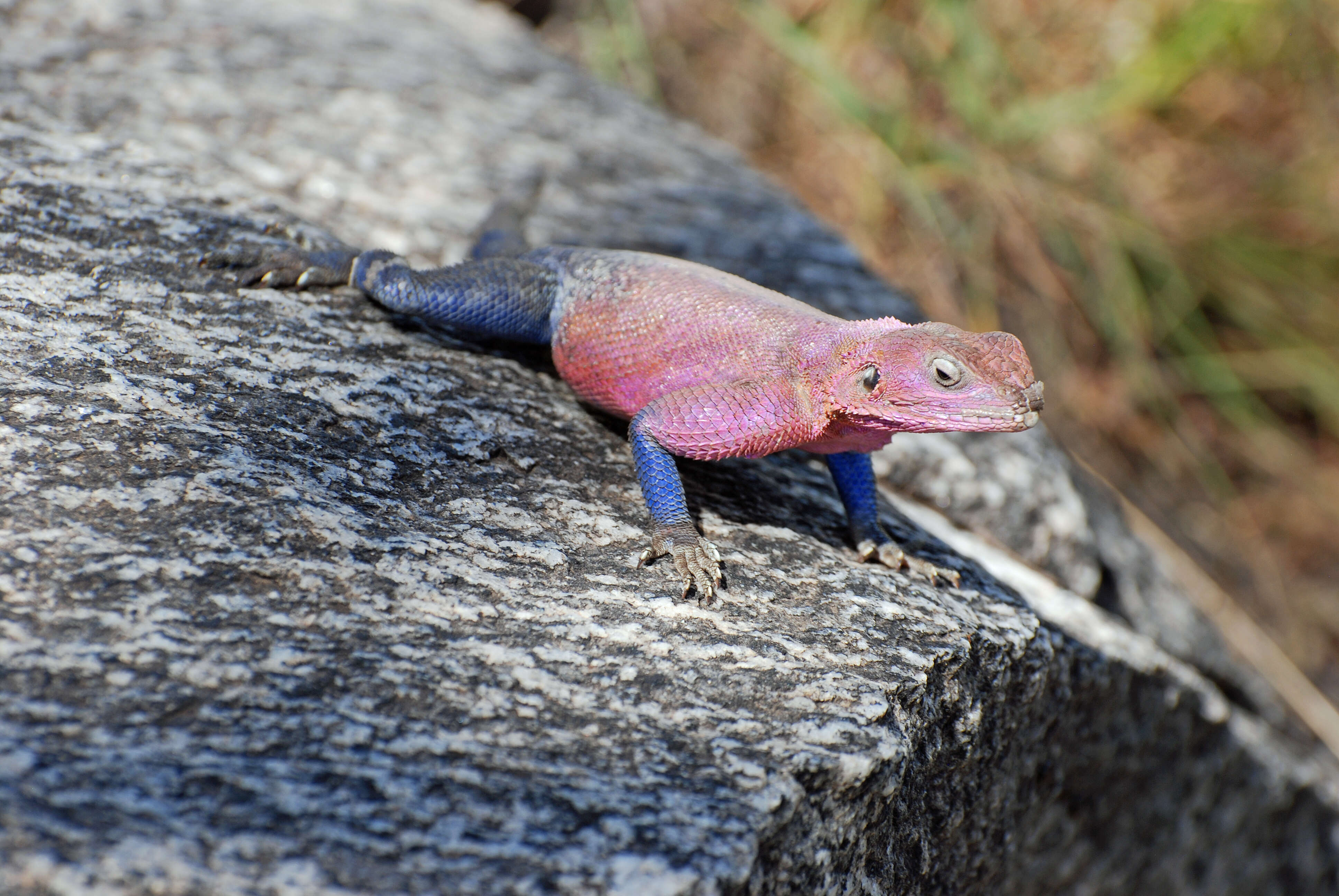 Image of Mwanza Flat-headed Rock Agama