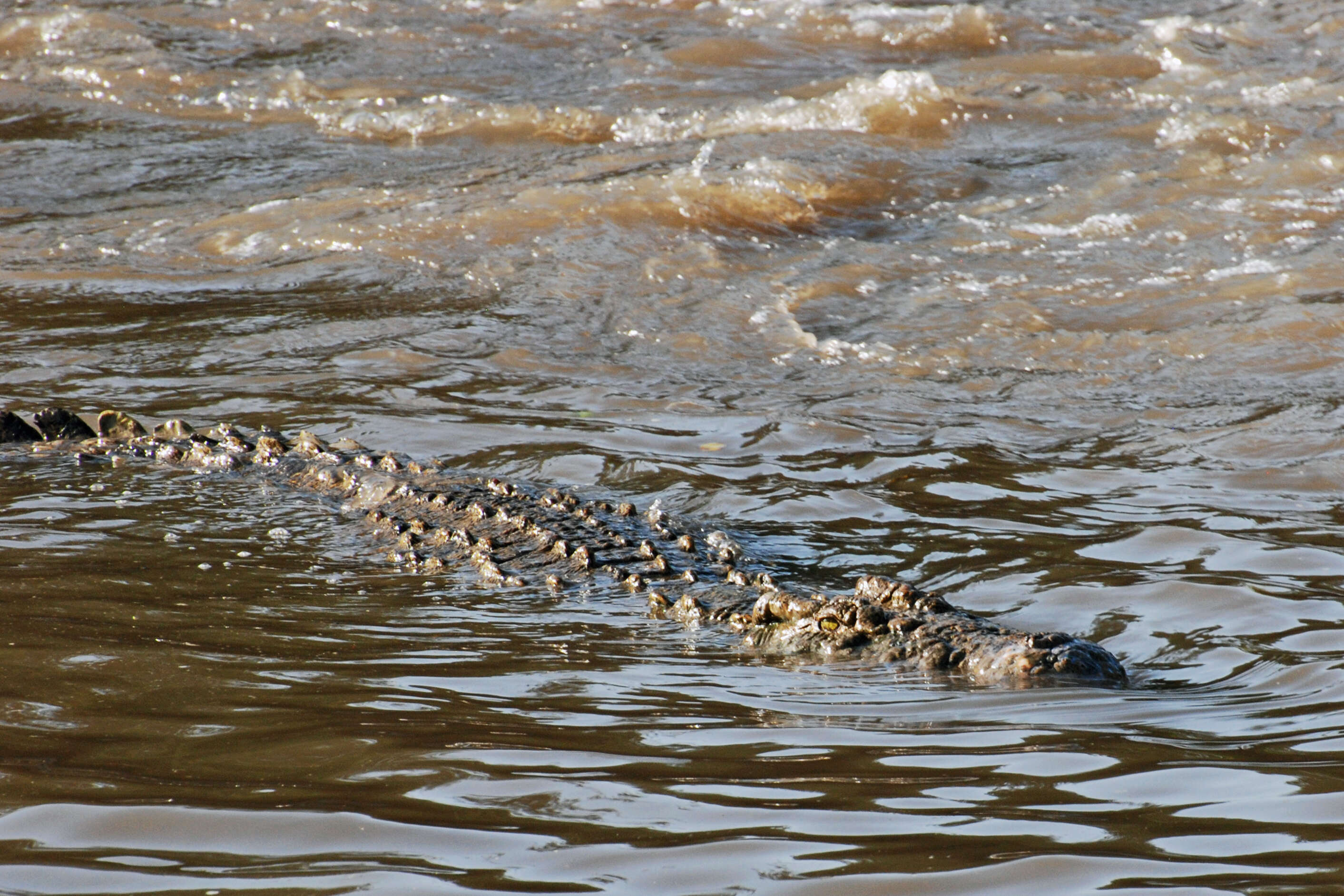 Image of Nile crocodile