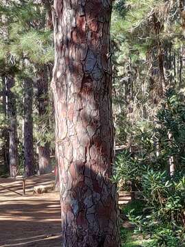 Image of Dendrocopos major canariensis (Koenig & AF 1889)