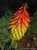 Image of Kniphofia ritualis Codd