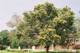 Image of Mango