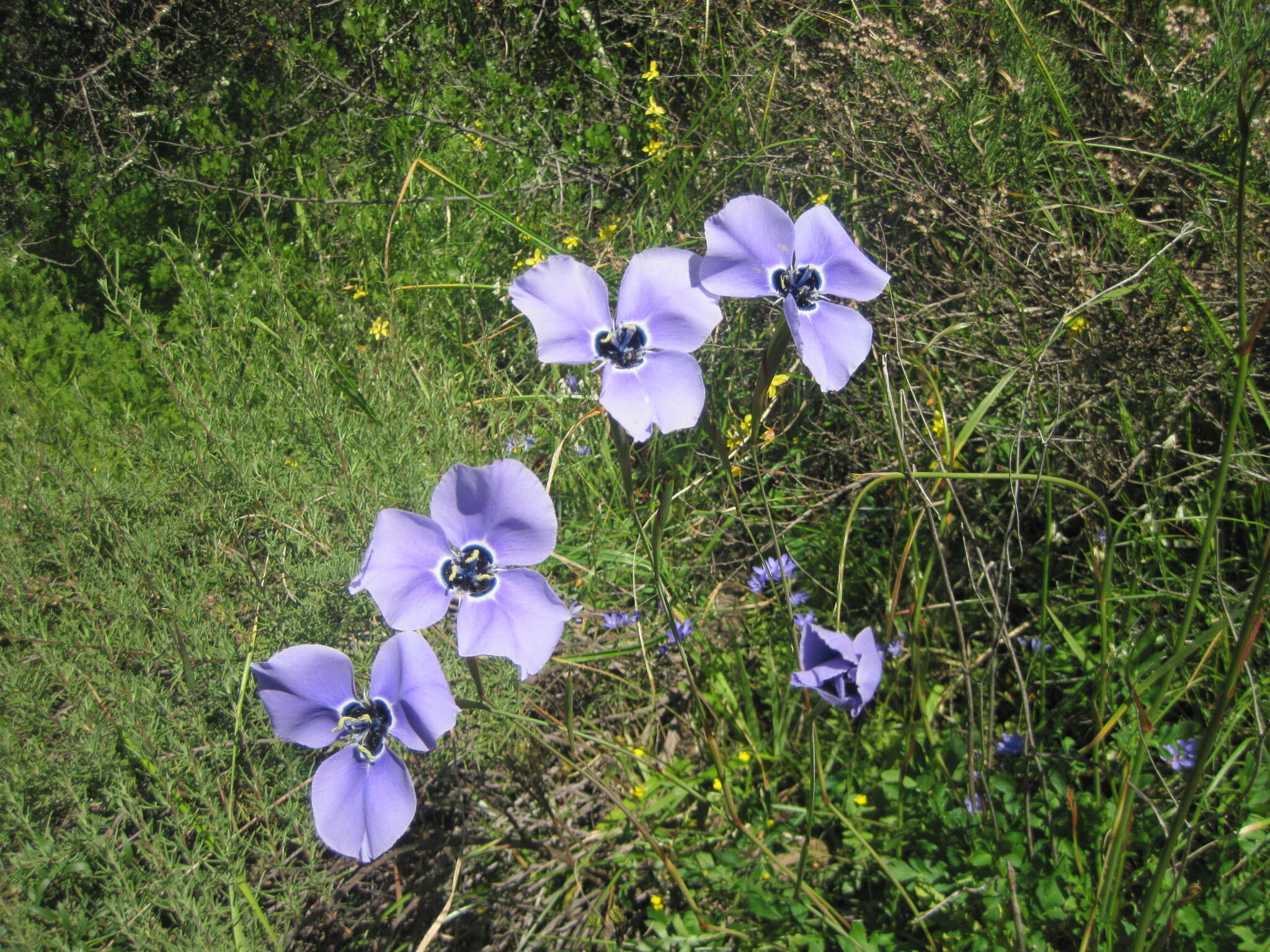 Moraea gigandra L. Bolus resmi