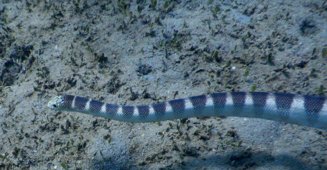 Image of Ornate Reef Sea Snake