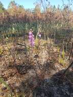 Image of Many-flowered grass-pink orchid