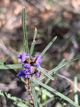 Image of Blue Bonnet