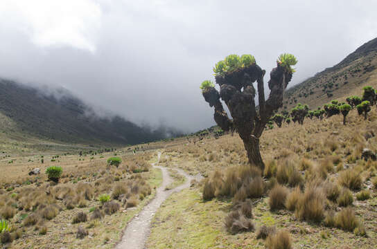 Image of Dendrosenecio keniodendron (R. E. & Th. C. E. Fr.) B. Nord.